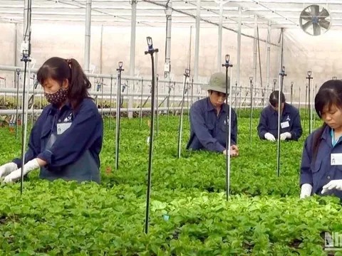 Đẩy mạnh chuyển đổi số phát triển nông nghiệp vùng đô thị