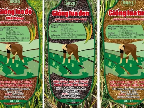 Nhà khoa học Việt tạo giống lúa màu năng suất bằng lúa thường