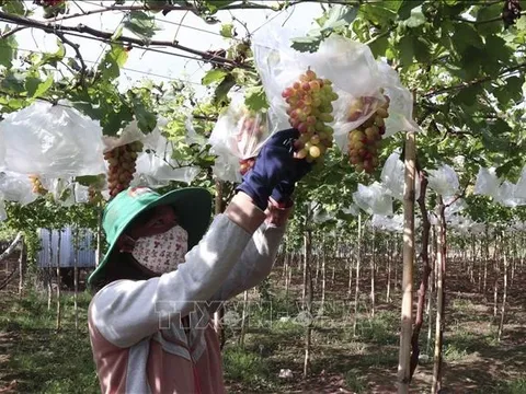 Khuyến khích đầu tư nông nghiệp công nghệ cao