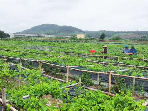 Hiệu quả từ việc ứng dụng công nghệ cao vào sản xuất tại Quảng Ninh