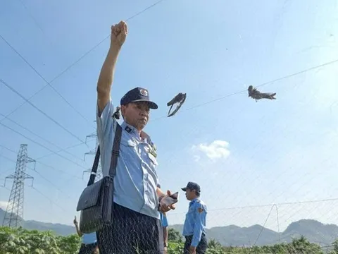 Khánh Hòa sẽ thành lập tổ phản ứng nhanh bảo vệ chim yến