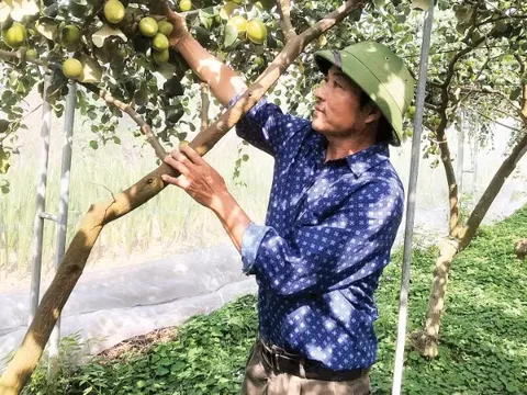 Ứng dụng khoa học-công nghệ vào sản xuất nông nghiệp