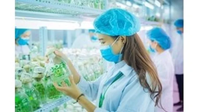 Quy trình nuôi cấy cây thạch hộc tại công ty TNHH công nghệ sinh học Ngân Hà
