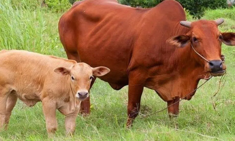 Nghiên cứu tăng hiệu quả của việc chăn nuôi bò